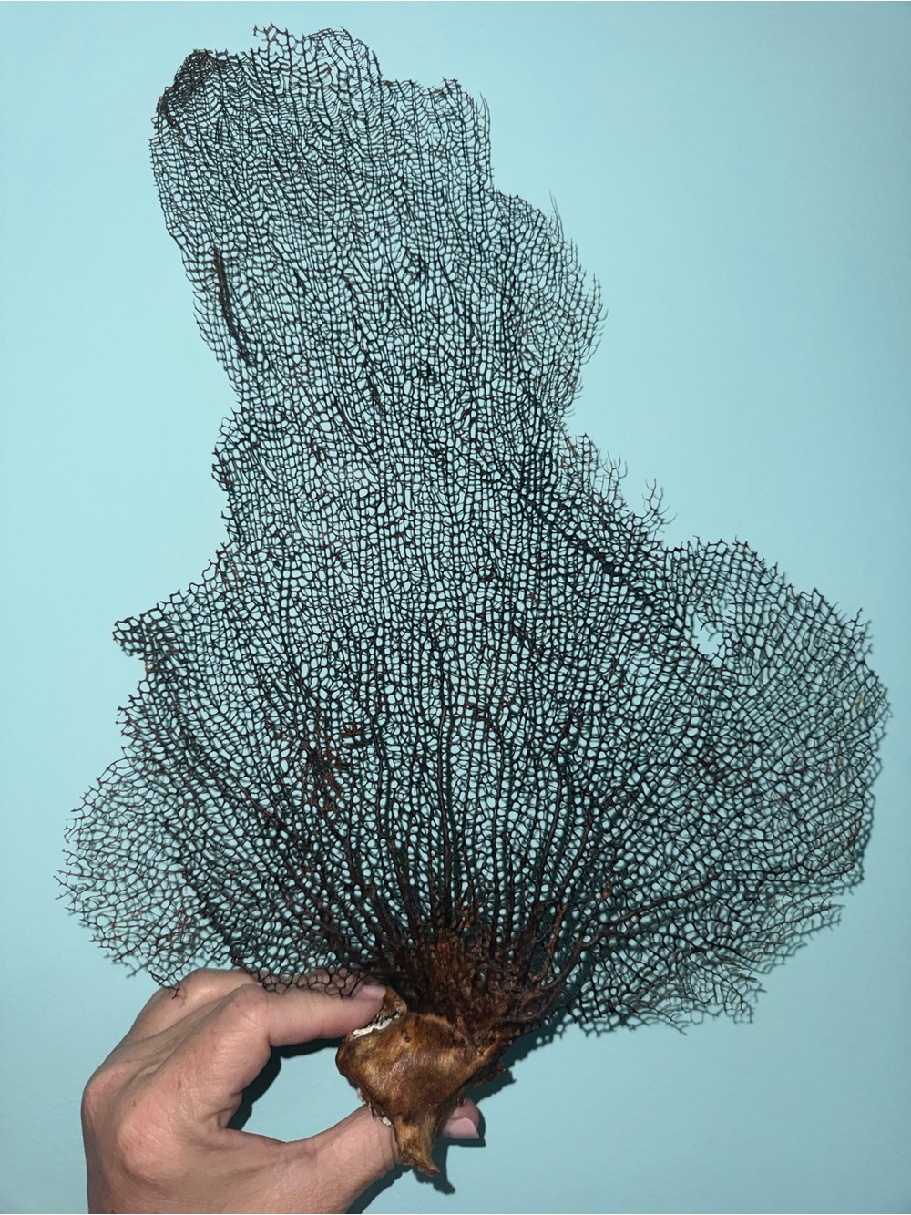Natural Sea Fan Coral Dark Brown Large Coastal Nautical Decor